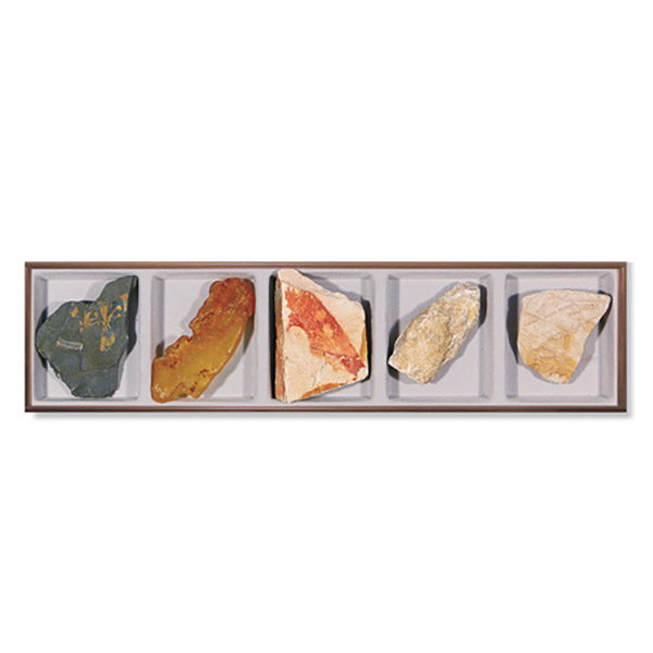 식물화석표본(5종)