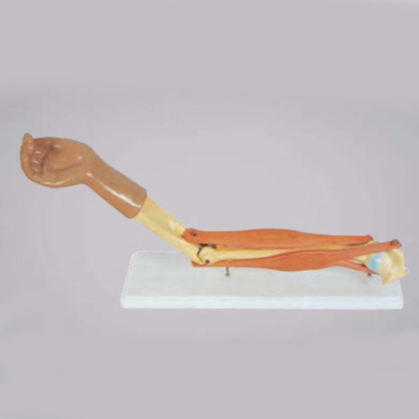 팔근육모형(관절형)