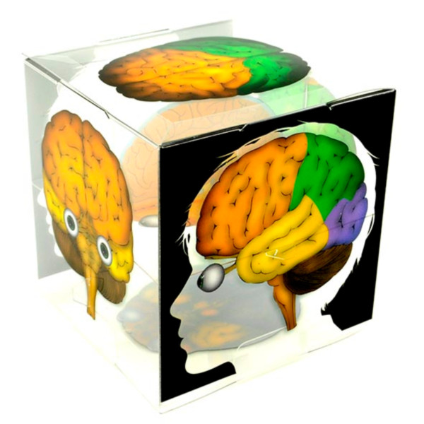 뇌 구조 모형 큐브 [5인용]