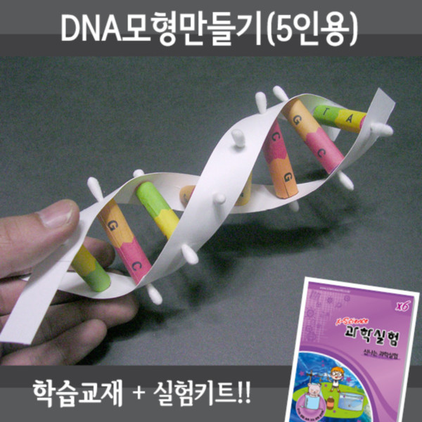 DNA모형만들기 [5인용]